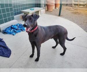 Labrador Retriever Dogs for adoption in Rancho Cucamonga, CA, USA
