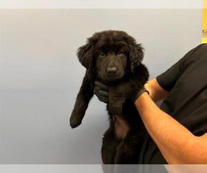 Mutt Dogs for adoption in Orange, CA, USA