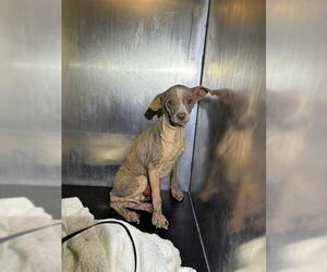 Mutt Dogs for adoption in San Antonio, TX, USA