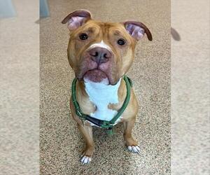 Mutt Dogs for adoption in Springfield, MA, USA