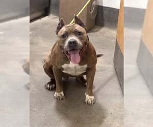 Presa Canario-Unknown Mix Dogs for adoption in Forestville, MD, USA