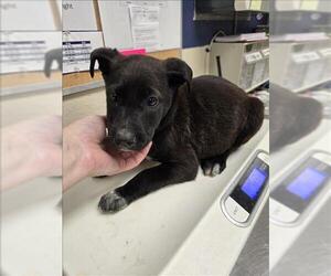 Labrador Retriever-Unknown Mix Dogs for adoption in Conroe, TX, USA