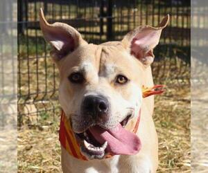 American Staffordshire Terrier-Unknown Mix Dogs for adoption in San Antonio, TX, USA