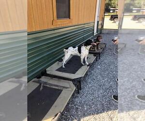 Akita-Border Collie Mix Dogs for adoption in Columbus, NC, USA