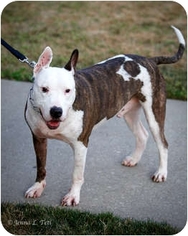 Bull Terrier Dogs for adoption in Staten Island, NY, USA