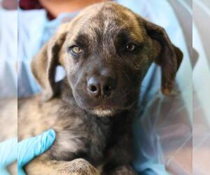 German Shepherd Dog-Unknown Mix Dogs for adoption in San Antonio, TX, USA