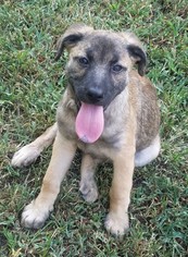 Mutt Dogs for adoption in Morrisville, NC, USA