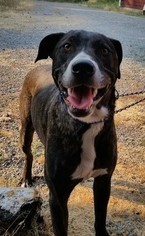 Unknown-Vizsla Mix Dogs for adoption in McKenna, WA, USA