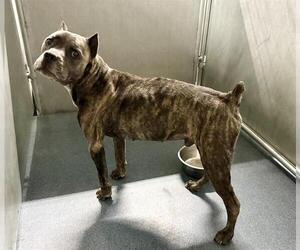 Mutt Dogs for adoption in HESPERIA, CA, USA