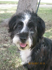 Havanese-Unknown Mix Dogs for adoption in Altus, OK, USA