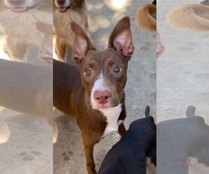 Basenji-Whippet Mix Dogs for adoption in Newport Beach, CA, USA
