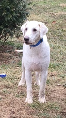 Labradoodle Dogs for adoption in Pottstown, PA, USA