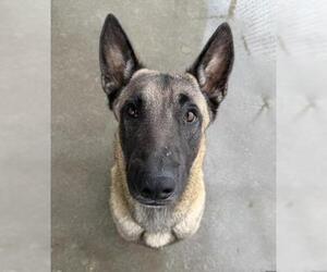 Mutt Dogs for adoption in Bakersfield, CA, USA