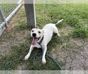 American Pit Bull Terrier Dogs for adoption in Corpus Christi, TX, USA