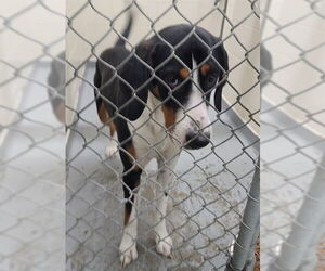 Mutt Dogs for adoption in Anchorage, AK, USA