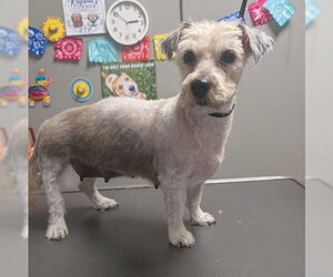Lhasa Apso-Unknown Mix Dogs for adoption in Las Vegas, NV, USA