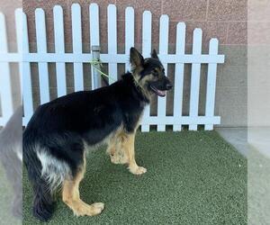 German Shepherd Dog Dogs for adoption in Modesto, CA, USA