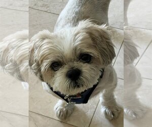 Shih Tzu Dogs for adoption in Mission Viejo, CA, USA