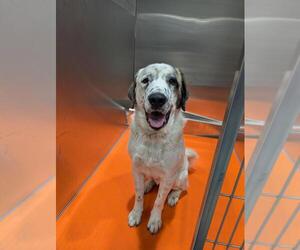 Great Pyrenees-Unknown Mix Dogs for adoption in Calgary, Alberta, Canada