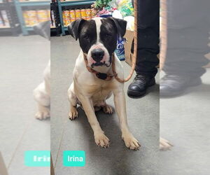 American Pit Bull Terrier Dogs for adoption in Richmond, IN, USA