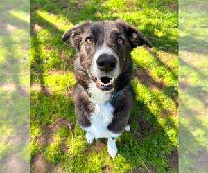 Border Collie Dogs for adoption in Sacramento, CA, USA