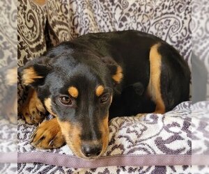 Australian Kelpie-Unknown Mix Dogs for adoption in vacaville, CA, USA