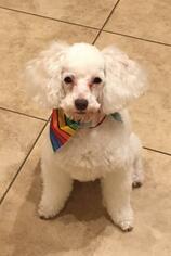 Poodle (Miniature) Dogs for adoption in Montgomery, TX, USA