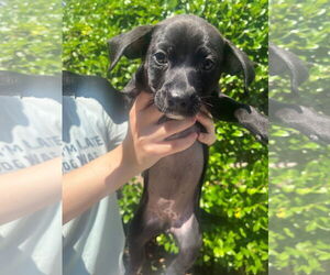 Mutt Dogs for adoption in Hilton Head, SC, USA