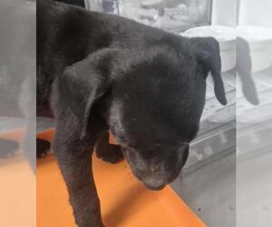 Chihuahua-Unknown Mix Dogs for adoption in Bakersfield, CA, USA