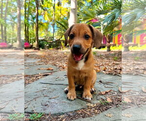 Beagle-Unknown Mix Dogs for adoption in Royal Palm Beach, FL, USA