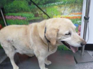 Labrador Retriever Dogs for adoption in Henderson, NV, USA