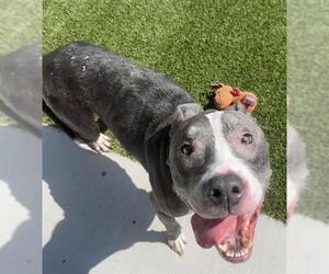 American Pit Bull Terrier-Unknown Mix Dogs for adoption in Baytown, TX, USA