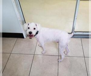 Maltese Dogs for adoption in Pearland, TX, USA