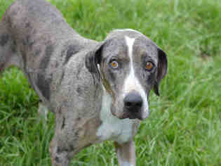 Medium Photo #1 Catahoula Leopard Dog-Unknown Mix Puppy For Sale in Fort Lauderdale, FL, USA
