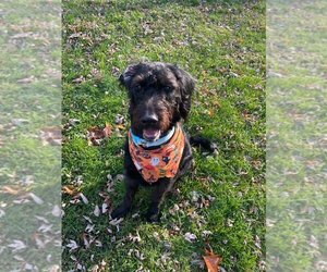 Labrador Retriever-Unknown Mix Dogs for adoption in Muskegon, MI, USA