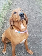 Redbone Coonhound Dogs for adoption in Detroit Lakes, MN, USA