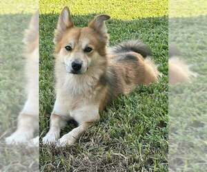 Pembroke Welsh Corgi-Unknown Mix Dogs for adoption in Princeton, MN, USA
