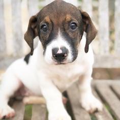 Medium Photo #1 Basset Hound Puppy For Sale in Fredericksburg, TX, USA