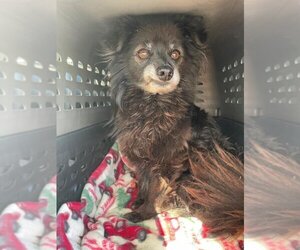 Pomeranian-Unknown Mix Dogs for adoption in Tracy, CA, USA