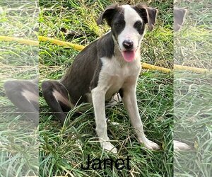 Labrador Retriever-Unknown Mix Dogs for adoption in Slidell, LA, USA