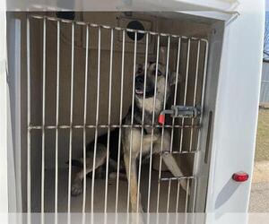 German Shepherd Dog-Unknown Mix Dogs for adoption in Oklahoma City, OK, USA