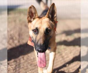 German Shepherd Dog-Unknown Mix Dogs for adoption in San Antonio, TX, USA