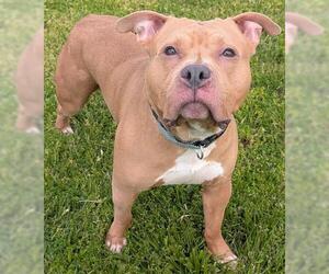 Mutt Dogs for adoption in Akron, OH, USA