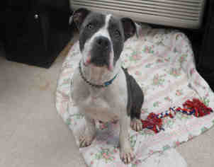 American Pit Bull Terrier-Bulldog Mix Dogs for adoption in Bowling Green, OH, USA