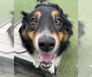 Australian Shepherd Dogs for adoption in Woodland, CA, USA