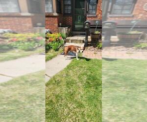 Bullboxer Pit Dogs for adoption in Saginaw, MI, USA