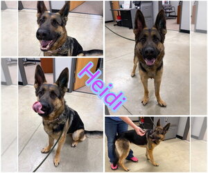 German Shepherd Dog Dogs for adoption in Pierceton , IN, USA