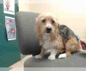 Silky Cairn Dogs for adoption in Pasadena, CA, USA