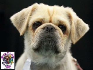 Pekingese Dogs for adoption in CHICAGO, IL, USA