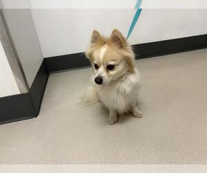 Pomeranian Dogs for adoption in Corona, CA, USA